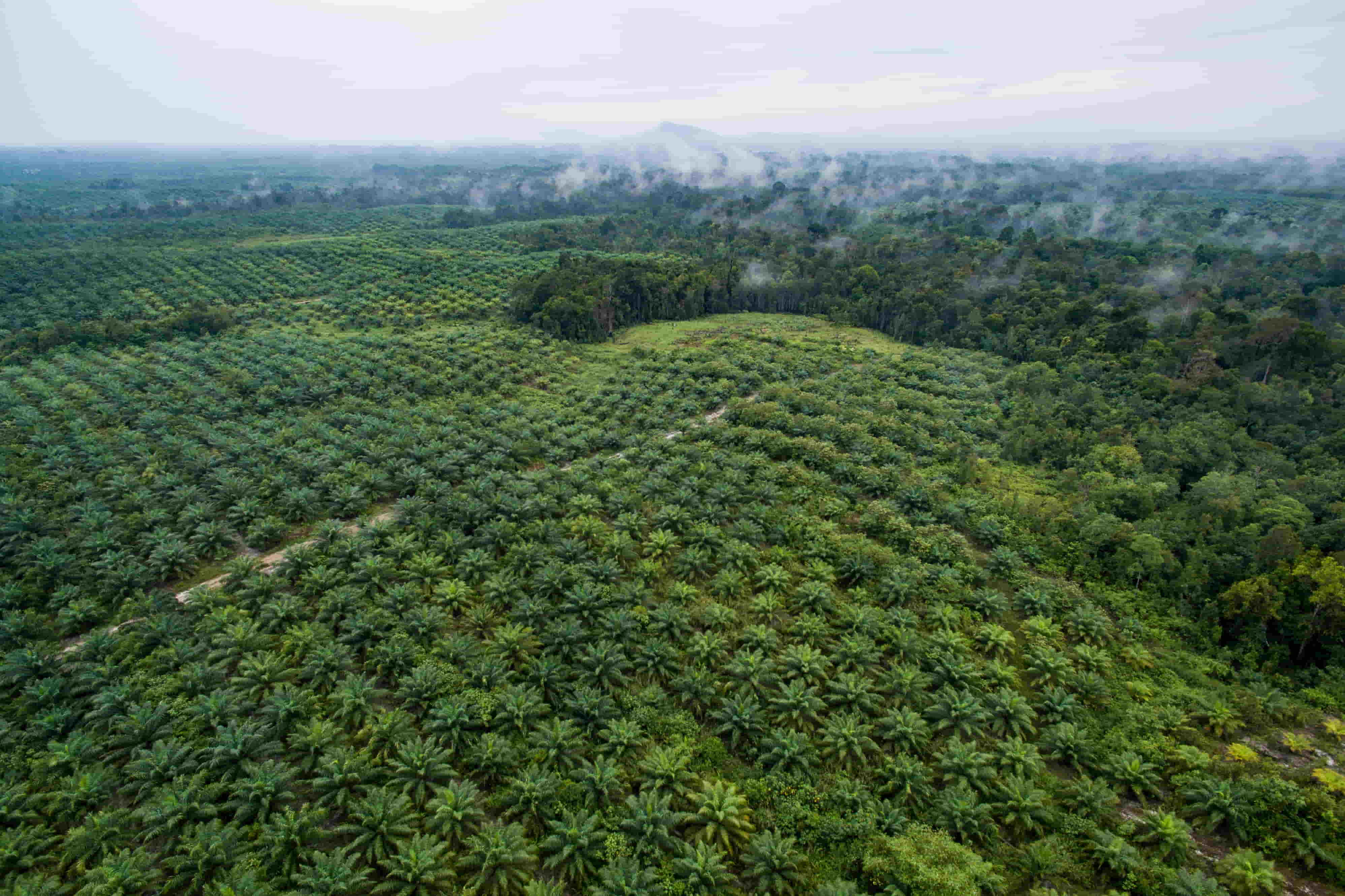 The root cause of Indonesia’s forest fires is agricultural expansion, particularly from the growing demand for palm oil. Pictured: Palm oil plantation in West Kalimantan (Nanang Sujana/CIFOR/Flickr)